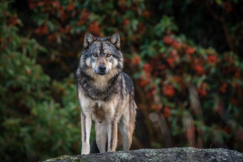 Takaya: Lone Wolf