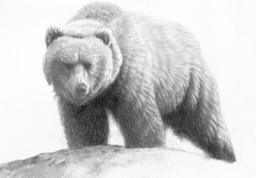 Carnivores of British Columbia