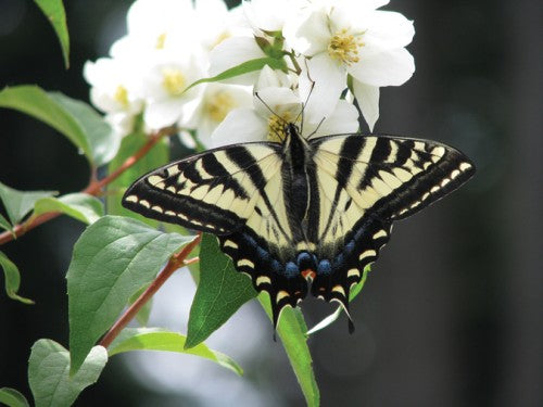 Nature Guide to the Victoria Region
