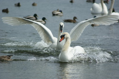 Nature Guide to the Victoria Region
