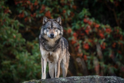 Takaya: Lone Wolf