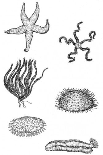 Brittle Stars, Sea Urchins and Feather Stars  of BC, Southeast Alaska and Puget Sound