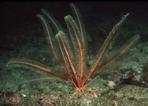 Brittle Stars, Sea Urchins and Feather Stars  of BC, Southeast Alaska and Puget Sound