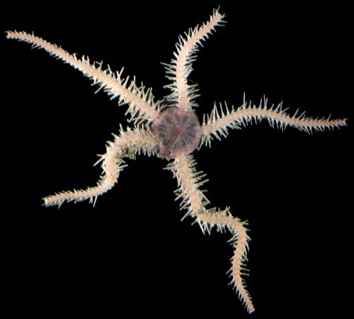 Brittle Stars, Sea Urchins and Feather Stars  of BC, Southeast Alaska and Puget Sound