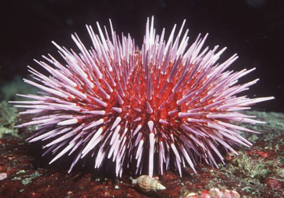 Brittle Stars, Sea Urchins and Feather Stars  of BC, Southeast Alaska and Puget Sound