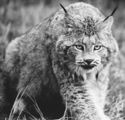 Carnivores of British Columbia