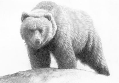 Carnivores of British Columbia