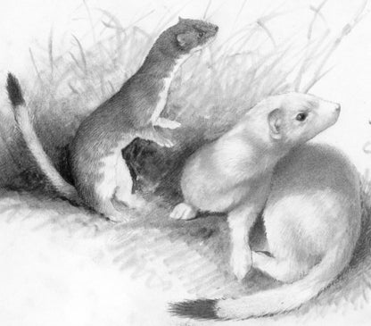 Carnivores of British Columbia