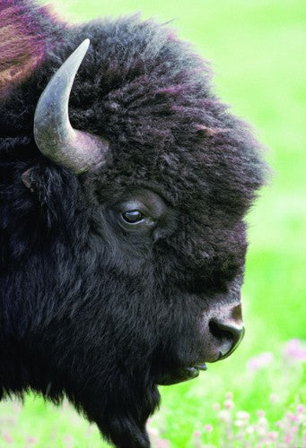 Hoofed Mammals of British Columbia
