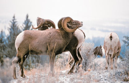 Hoofed Mammals of British Columbia