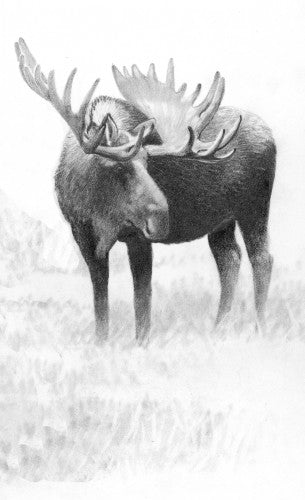 Hoofed Mammals of British Columbia
