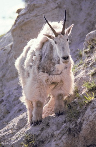 Hoofed Mammals of British Columbia
