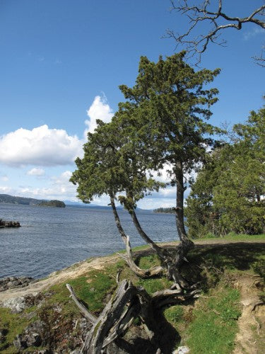 Saanich Ethnobotany